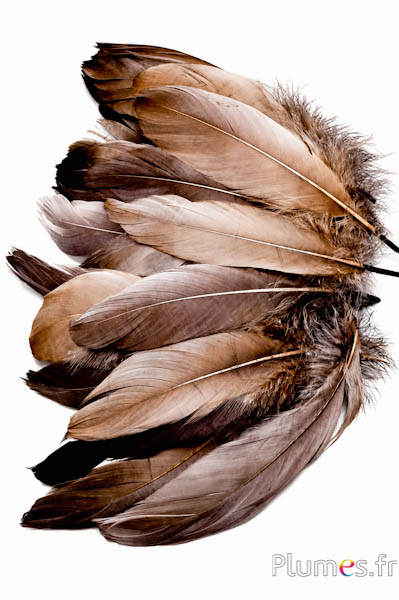Gans - 12-17 cm - erde  